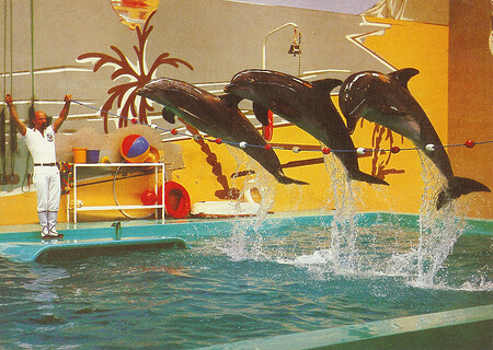 Die Palm-Beach-Delphinsschau mit den 3 Flipper-Clowns.